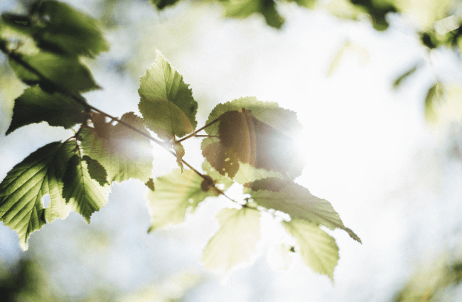 Meditación guiada — Baño de gratitud